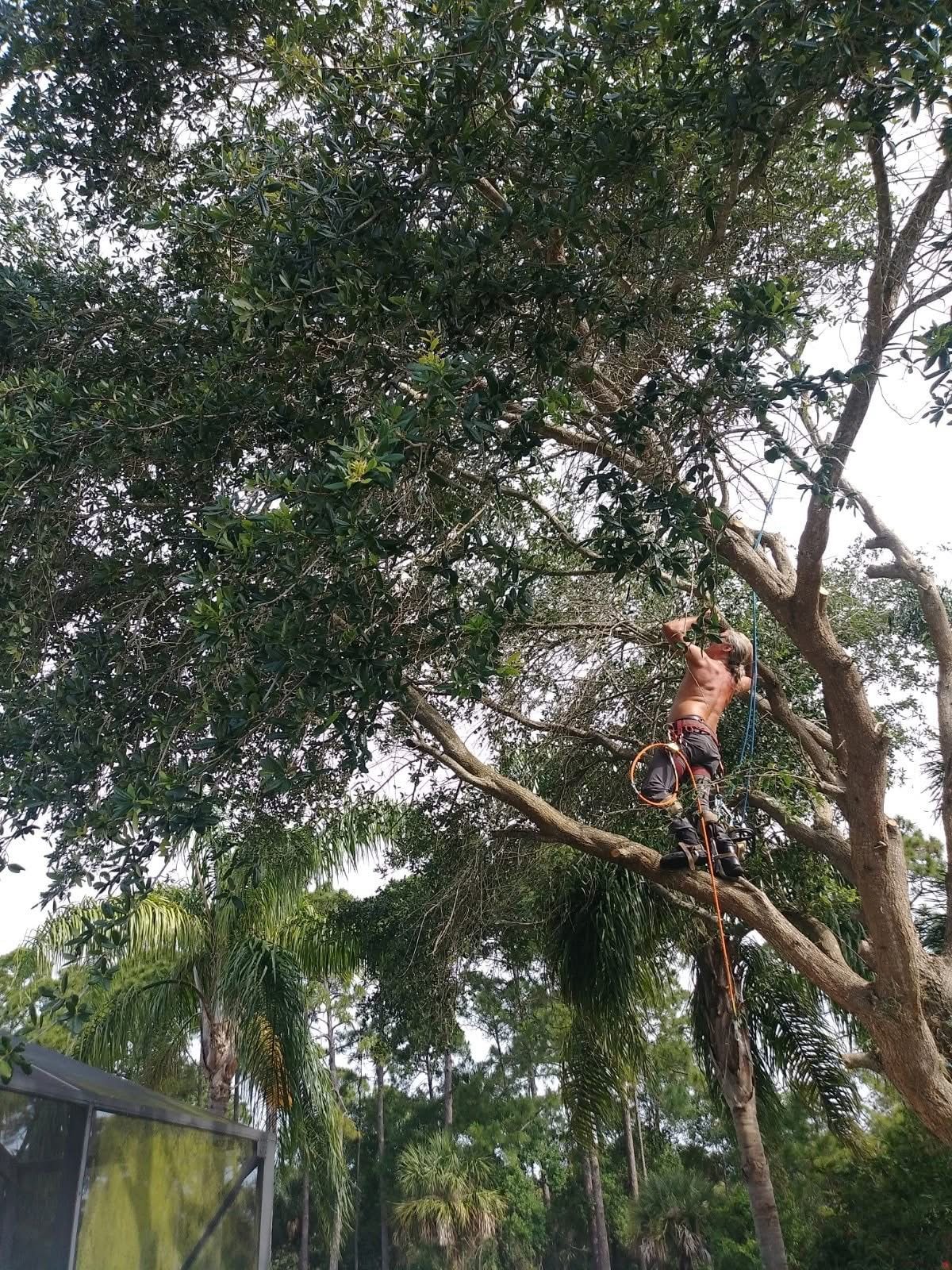Bill roped into a canopy, working a limb by hand.