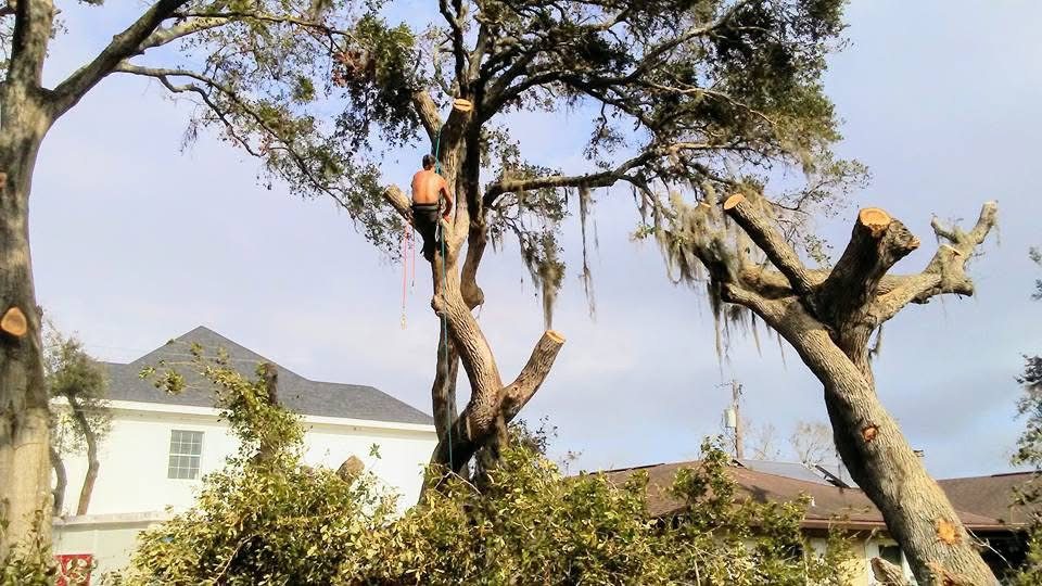 Storm-damaged live oak being dismantled directly over a house, with cut limbs stacked below.