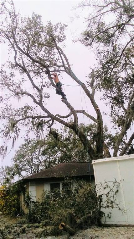 Bare oak limbs being removed above a house.