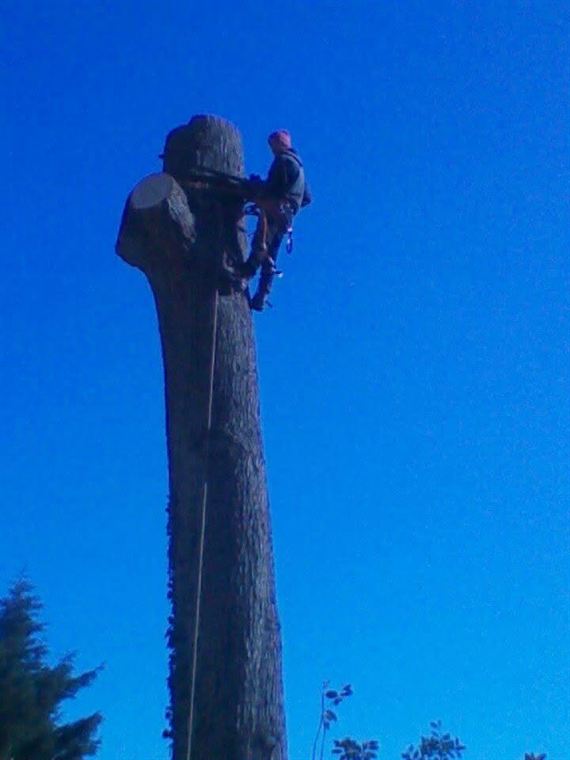 Climber at the top of a tall stripped trunk.